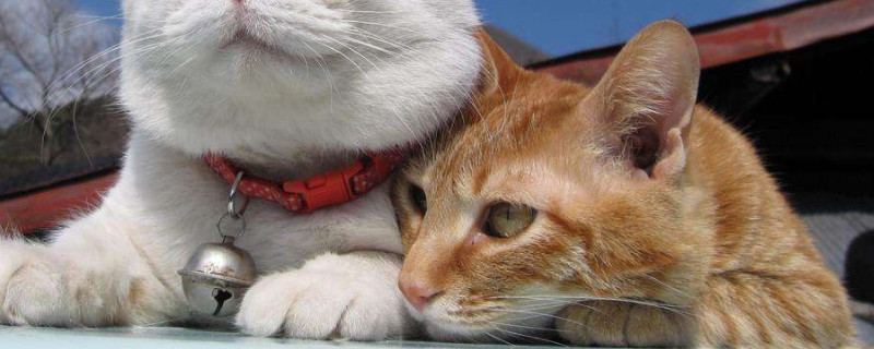 500元以下的猫品种