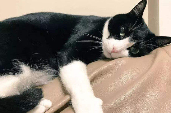 奶牛猫为什么很凶，奶牛猫很凶不听话怎么办