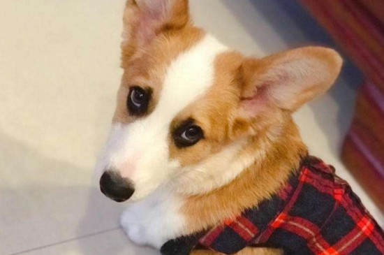 比格犬和柯基犬哪个好，柯基缺点多比格更适合家养