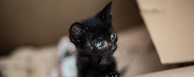 猫翻肠子症状