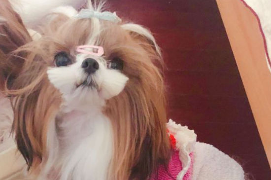 西施犬为什么这么贵