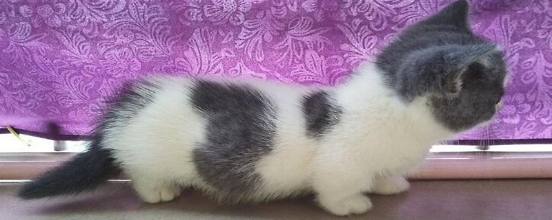 矮脚猫的缺点有哪些
