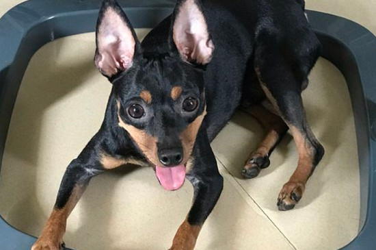 小鹿犬和人睡觉好吗