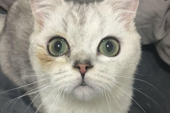 猫咪吐血但是精神很好