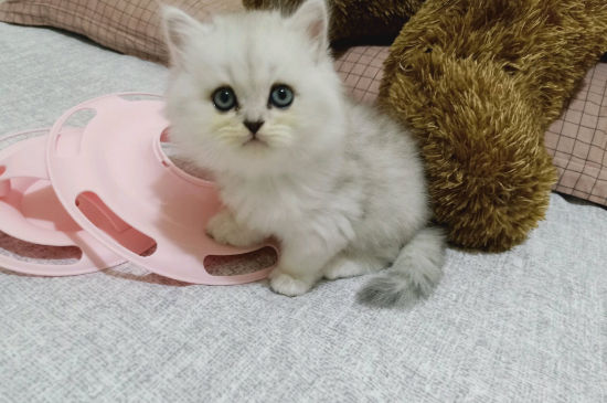 捡到流浪幼猫怎么办