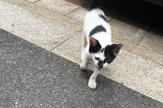 流浪猫真的会选主人吗