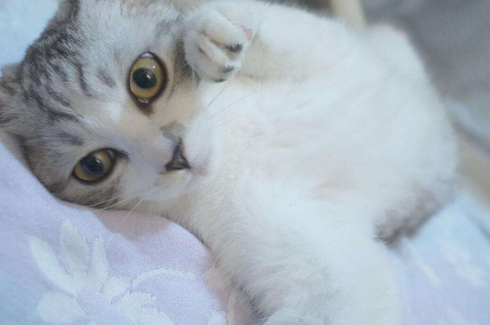 猫咪脚底毛用什么剪
