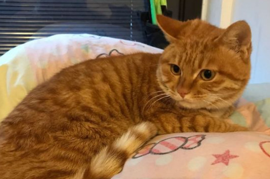 猫的嫉妒心有多强
