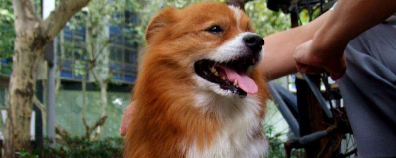 狗狗脚掌破了怎么处理