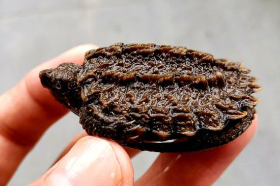 适合北方不怕冷的龟
