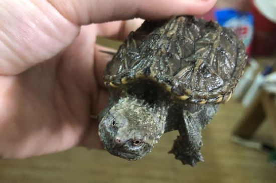 鳄龟壳子可以刷吗