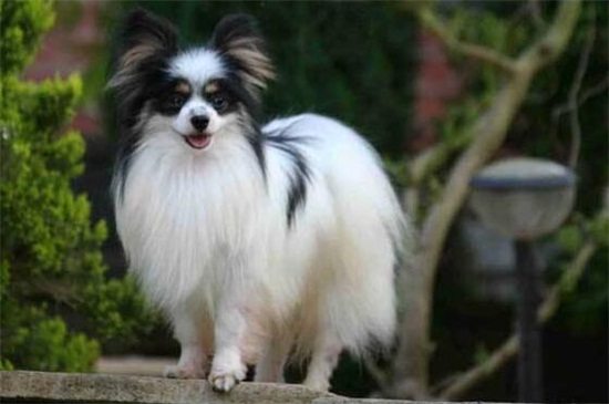 蝴蝶犬掉毛吗，掉毛但程度比较低比较好打理