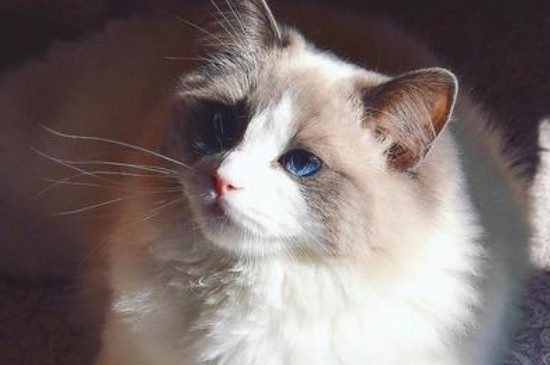 猫癣多久能好