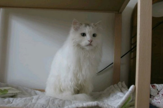 长毛猫多久毛才能长好
