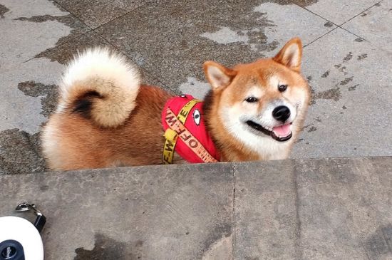 柴犬怕冷吗