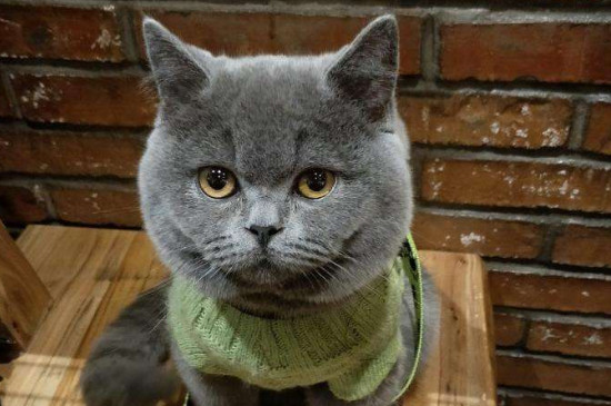 蓝猫拉稀怎么办