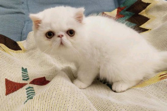 猫用头蹭人还咕噜咕噜
