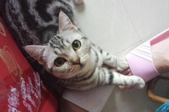 猫可以吃蒸熟的螃蟹吗