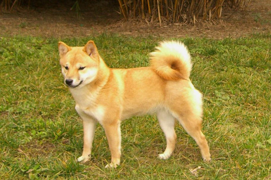 柴犬价格