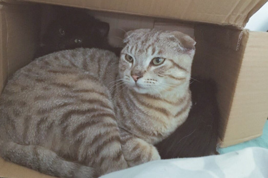 小猫几个月才会收爪子