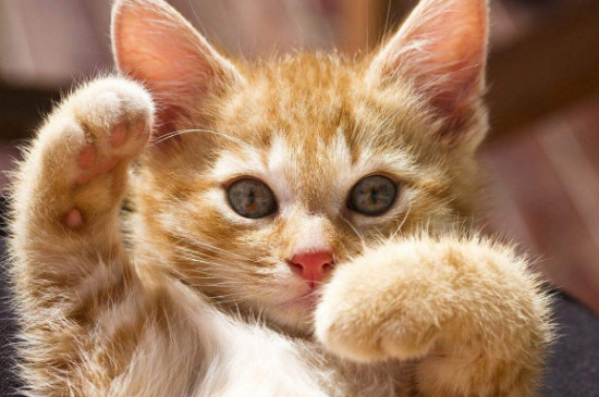 猫咪脚底毛用什么剪