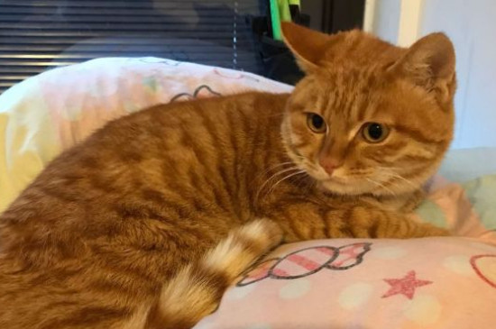 猫尿道堵塞自家处理