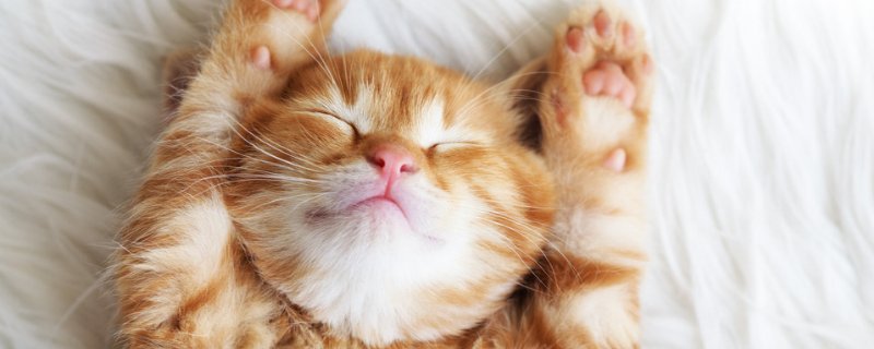 小猫肚子鼓鼓的