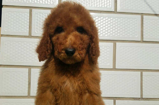 巨贵犬有攻击性吗