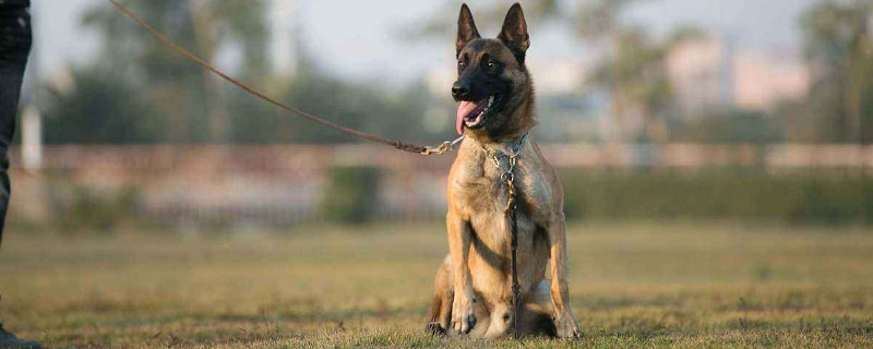 马犬缺点是什么