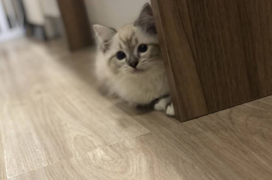 猫咪一天喝多少水正常