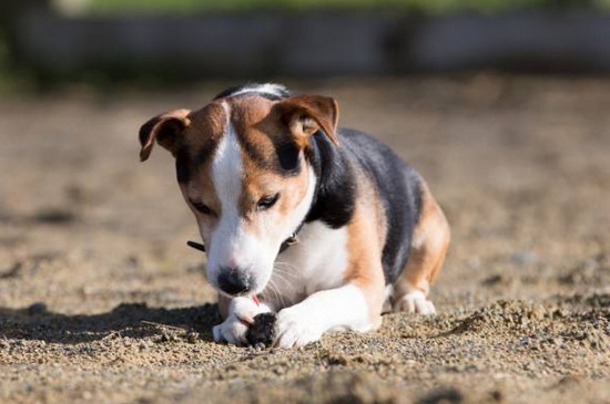 比格犬掉毛吗，掉毛不多但要少吃盐多刷毛