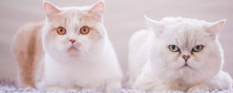 母猫发情期能做绝育么