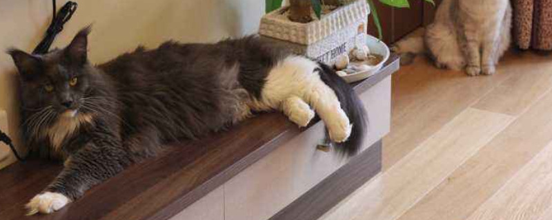 缅因猫多大开始发毛