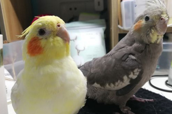 玄凤鹦鹉冬天怎么养