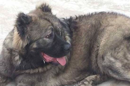 家庭养高加索犬可怕吗，高大凶猛很可怕要从小开始驯服