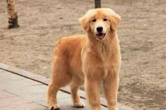 适合和边牧混养的犬种，能与边牧和睦相处的三种狗