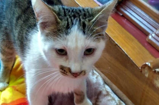 猫咪喘气像鼻子不通气