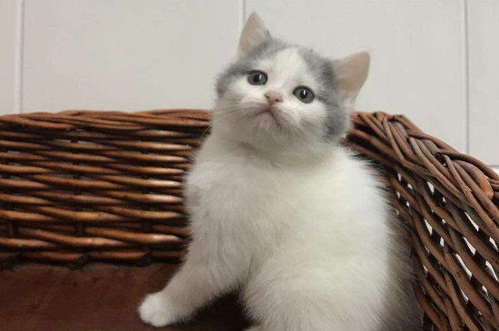 猫难产的几率大吗