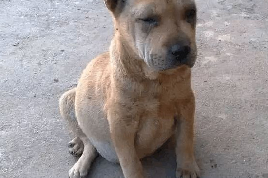 狗狗肚子大是什么原因