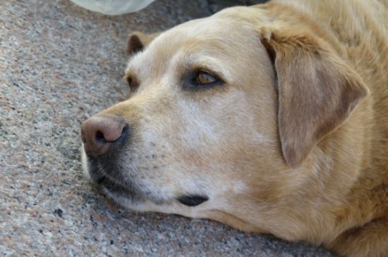 拉布拉多犬聪明吗