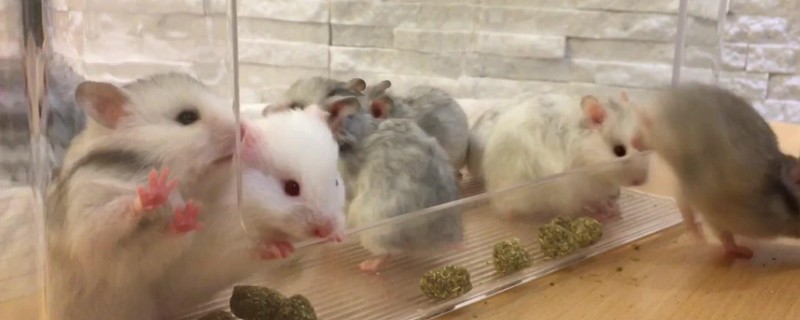 家养仓鼠冬天怎么养