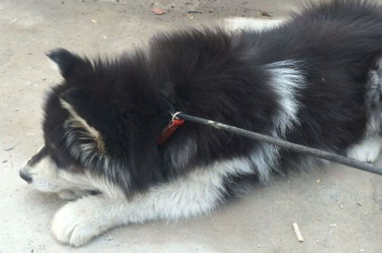 防犬疫苗多长时间内打