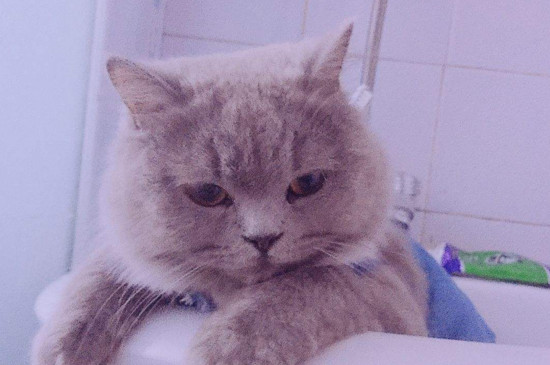 猫三岁相当于人多少岁