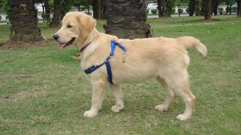 导盲犬怎么分辨红绿灯
