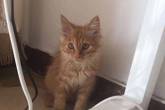 猫不亲近主人怎么办，如何向猫咪表达善意