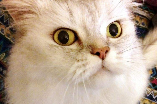 猫能喝小米粥吗