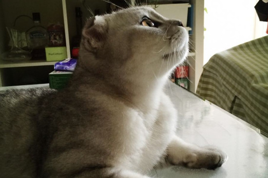 猫咪呕吐拉稀不吃东西