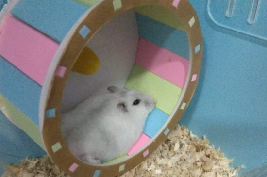 仓鼠怎么洗澡不臭