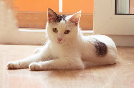 猫咪大宠爱驱虫后死了