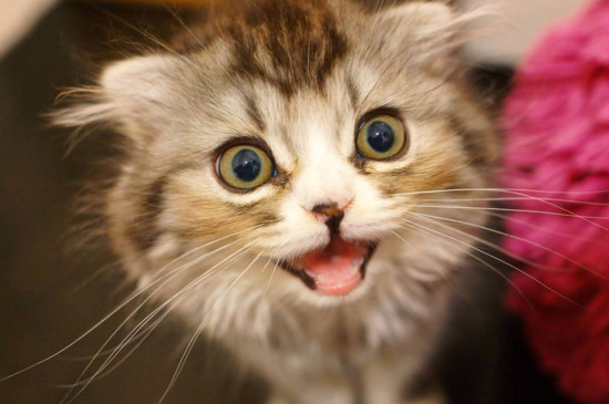 大猫换新主人多久熟悉